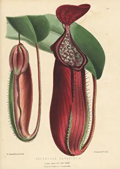 Thailand Prints: Blood-red pitcher plant, Nepenthes sanguinea