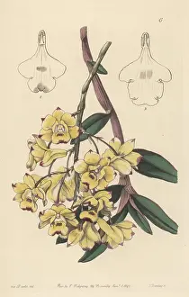 Southeast Asia Prints: Blood-stained dendrobium. Dendrobium sanguinolentum