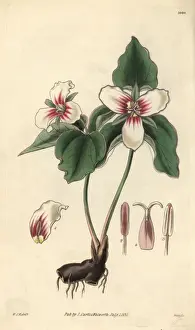 Trillium Prints: Blood-stained trillium, Trillium erythrocarpum