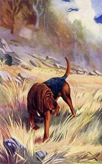 Bloodhound