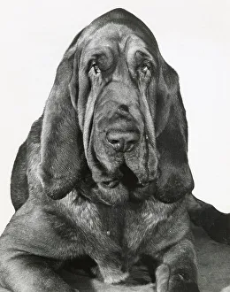 Bloodhounds Prints: Bloodhound dog Date: 1950s