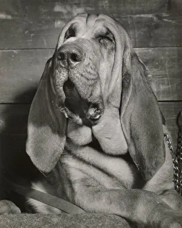 Sleepy Prints: Bloodhound dog looking sleepy Date: 1950s