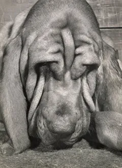 Sleepy Prints: Bloodhound dog looking sleepy Date: 1950s