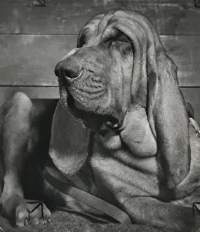 Bloodhound looking sleepy