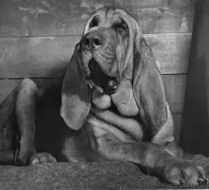 Bloodhound looking sleepy