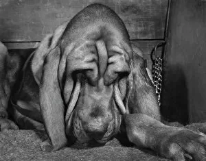 Friends Collection: Bloodhound looking sleepy
