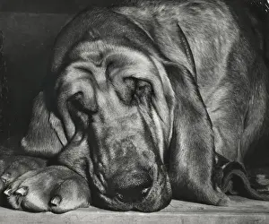 Bloodhound looking sleepy