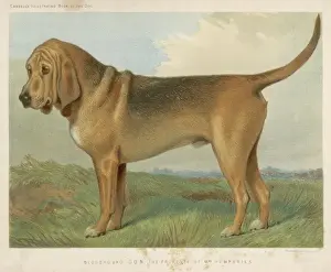 Bloodhound (Vero Shaw)