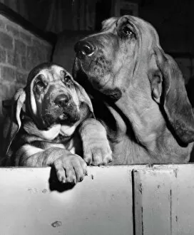 Adult Collection: Two bloodhounds