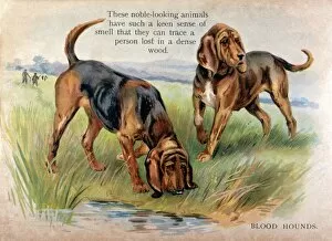 Images Dated 15th March 2016: Two Bloodhounds in Field