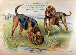 Images Dated 15th March 2016: Two Bloodhounds in Field