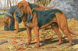 Images Dated 8th December 2011: Two Bloodhounds Standing