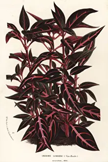 Lindenii Prints: Bloodleaf, Iresine lindenii