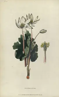 Richardmorris Prints: Bloodroot, Sanguinaria canadensis
