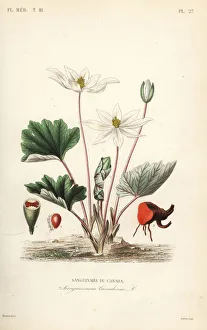 Herincq Gallery: Bloodroot, Sanguinaria canadensis