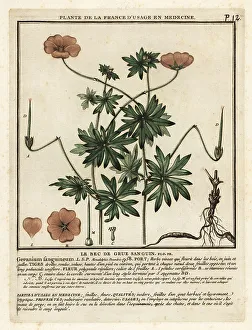 Colour Printing Prints: Bloody crane's-bill, Geranium sanguineum