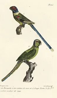 Oeuvres Collection: Blossom-headed parakeet and rose-ringed parakeet
