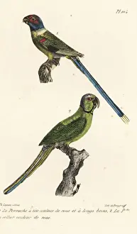 Completes Prints: Blossom-headed parakeet and rose-ringed parakeet