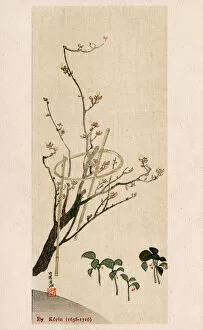 Images Dated 1st June 2018: Blossom Tree with bamboo supports by Ogata Korin