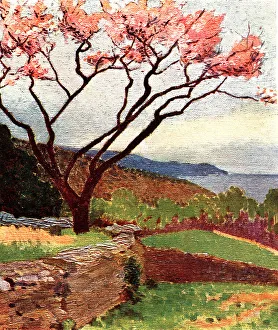 Trails Prints: Blossoming Tree