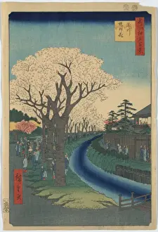 Blossoms on the Tama River embankment