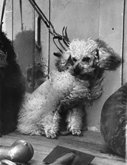 Blow Prints: Blow Dry Poodle