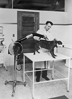 Bull Dog Prints: Blow Drying a Bulldog