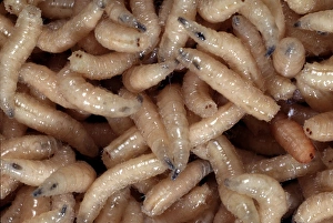 Larvae Collection: Blowfly larvae
