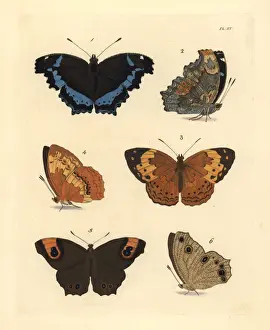 Leda Prints: Blue admiral, rustic and evening brown butterflies
