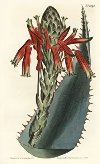 Blue aloe, Aloe glauca
