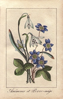 Florist Gallery: Blue anemones and white snowdrops, Anemone