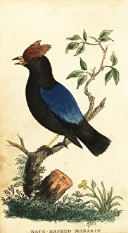 South America Prints: Blue-backed manakin, Chiroxiphia pareola