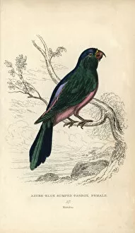 Backed Collection: Blue backed parrot, Tanygnathus sumatranus
