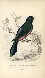 Psittacus Prints: Blue backed parrot, Tanygnathus sumatranus