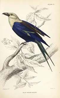 Naturalists Prints: Blue-bellied roller, Coracias cyanogaster