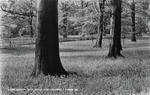 Showcasing Prints: Blue Bells at Kew Gardens