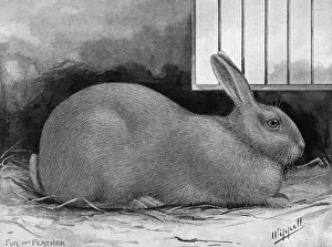 Blue Beveren Rabbit