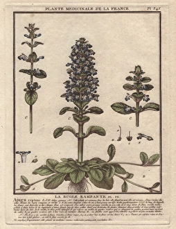 Ajuga Gallery: Blue bugle, Bugleherb, Bugleweed, Carpetweed