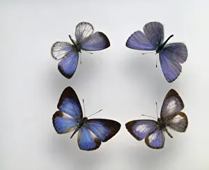 Blue butterflies