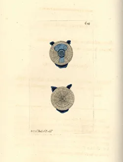Polyp Gallery: Blue button, Porpita porpita