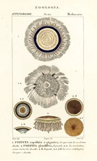 Blue button, Porpita porpita