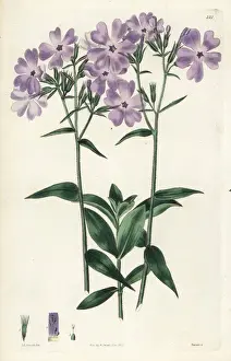 Canadensis Prints: Blue Canadian lychnidea, Phlox canadensis