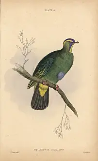 Edwardlear Prints: Blue-capped fruit dove, Ptilinopus monacha, near threatened