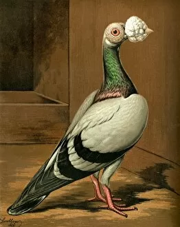 Details Gallery: Blue Carrier Cock Pigeon