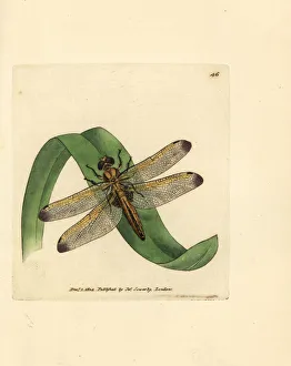 Dragonfly Collection: Blue chaser, Libellula fulva