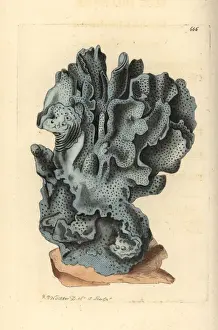Coerulea Prints: Blue coral, Heliopora coerulea. Vulnerable