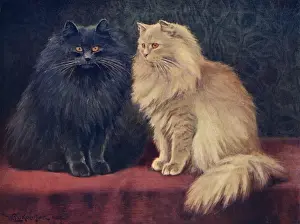 Blue / Cream Persian Cats
