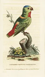 Sapphire Prints: Blue-crowned hanging-parrot, Loriculus galgulus