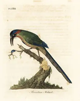 Blue-crowned motmot, Momotus momota