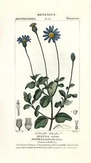 Dictionaryofnaturalscience Prints: Blue daisy, Felicia amelloides